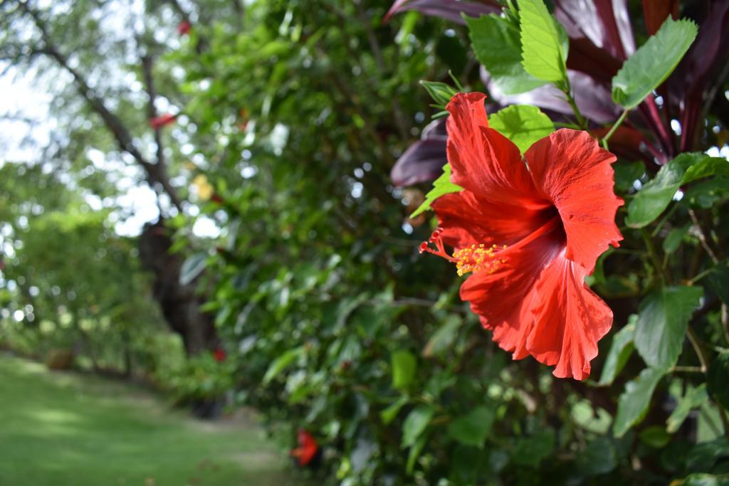 Nona Lani Cottages Kihei Exteriör bild